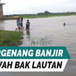 video : 96 hektar sawah dan beberapa rumah di desa tanjang pati kebanjiran - mitrapost.com