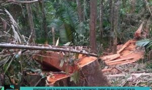 Template berita 853 illegal logging
