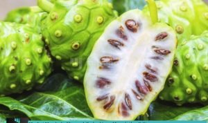 manfaat-mengkudu-mencegah-kanker-mitrapost