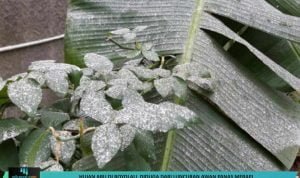 Template berita 67 Hujan Abu di Boyolali, Diduga dari Luncuran Awan Panas Merapi