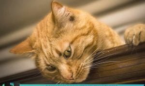 GUNAKAN BAHAN ALAMI INI UNTUK MENCEGAH KUTU KUCING