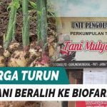 HARGA UBI KAYU TURUN, PETANI GUNUNGWUNGKAL BERALIH KE BIOFARMAKA