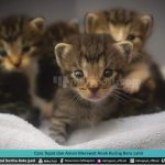 CARA TEPAT DAN AMAN MERAWAT ANAK KUCING BARU LAHIR