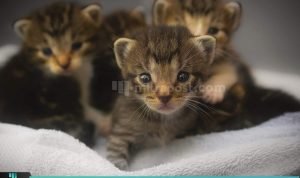 CARA TEPAT DAN AMAN MERAWAT ANAK KUCING BARU LAHIR