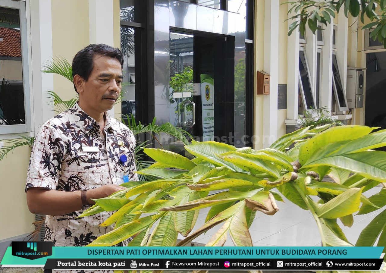 dispertan-pati-optimalkan-lahan-perhutani-untuk-budidaya-porang