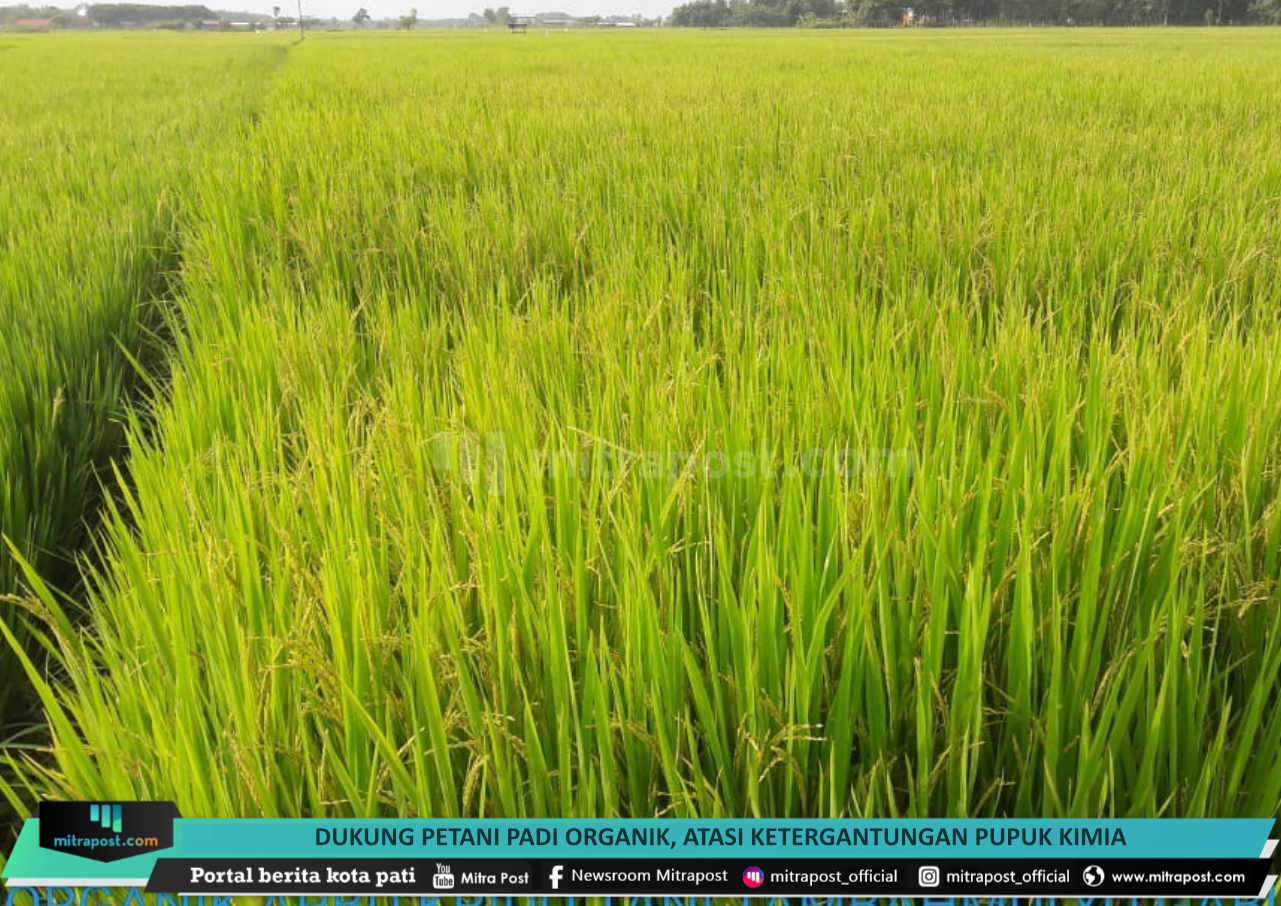 dukung petani padi organik, atasi ketergantungan pupuk kimia - mitrapost.com
