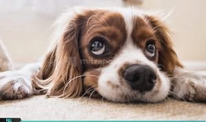 4 JENIS MAKANAN BERBAHAYA UNTUK ANJING