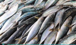 KENALI CIRI IKAN SEGAR DAN MAKANAN LAUT YANG AMAN DIKONSUMSI