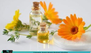 CALENDULA, BUNGA DENGAN BERBAGAI MANFAAT