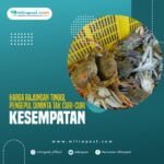 Harga Rajungan Tinggi, Pengepul Diminta Tak Curi-Curi Kesempatan A Harga Rajungan Tinggi, Pengepul Diminta Tak Curi-Curi Kesempatan
