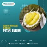 Harga Tak Pernah Surut, Berkah Bagi Petani Durian