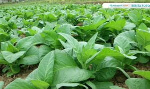 Tak Terdampak Pandemi, Petani Tembakau di Sulang Memasuki Musim Panen