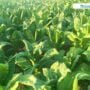 Tak Terdampak Pandemi, Petani Tembakau di Sulang Memasuki Musim Panen