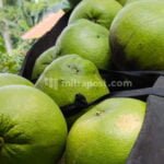 PANEN JERUK PEMELO DI GEMBONG BULAN INI MELIMPAH, HARGA STABIL