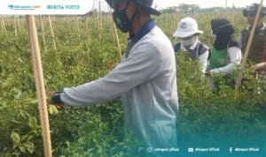 Meski Belum Menguntungkan Petani, Harga Cabai Merangkak Naik