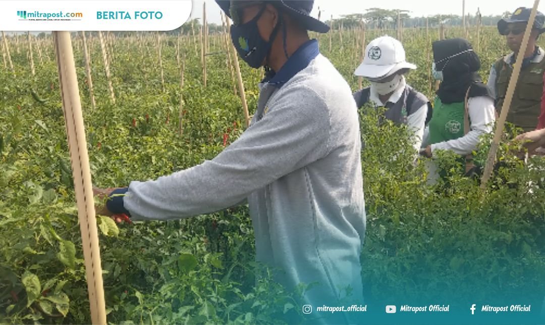 Meski Belum Menguntungkan Petani, Harga Cabai Merangkak Naik