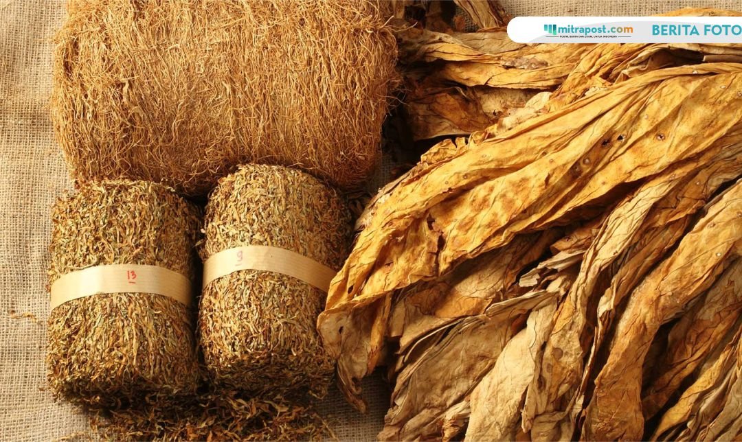 Jaringan Kemitraan Untungkan Petani Tembakau di Masa Panen