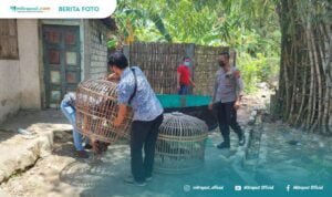 Polisi Grebeg Sabung Ayam di Juwana