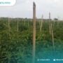 Meski Belum Menguntungkan Petani, Harga Cabai Merangkak Naik