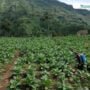 Jaringan Kemitraan Untungkan Petani Tembakau di Masa Panen