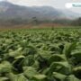 Jaringan Kemitraan Untungkan Petani Tembakau di Masa Panen