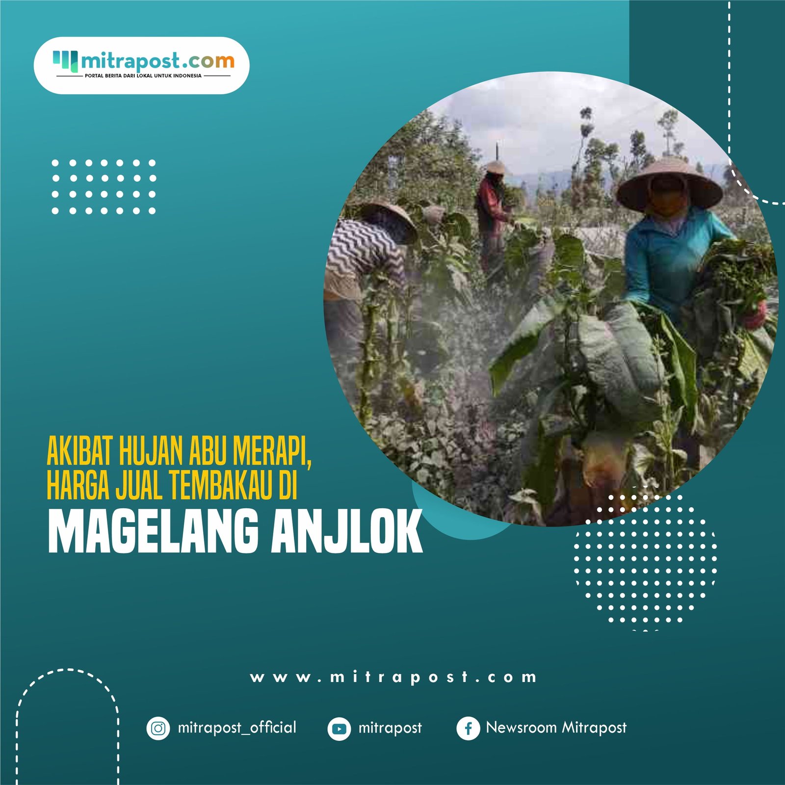 Akibat Hujan Abu Merapi, Harga Jual Tembakau di Magelang Anjlok