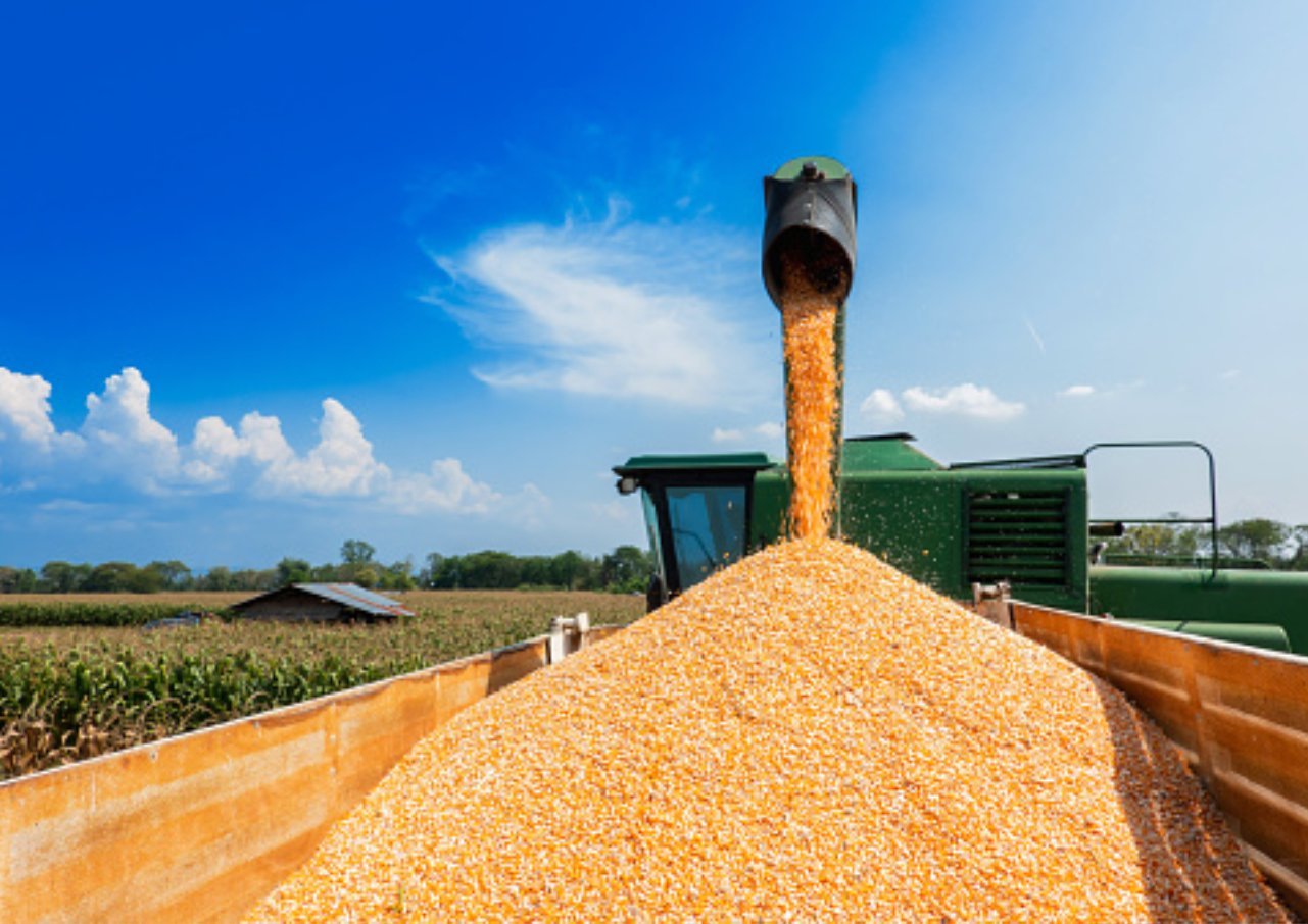 Kelanjutan Kisah Suroto, Presiden Joko Widodo Kirim 20 Ton Jagung