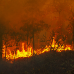 Ribuan Hektare Lahan Terbakar di Riau pada Tahun 2021