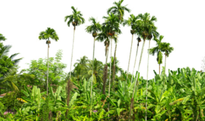 Digunakan untuk Bahan Bakar Pesawat Jadi Penyebab Harga Minyak Goreng Meroket
