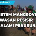 LAHAN MANGROVE DI PATI TURUN 20 PERSEN AKIBAT ABRASI DAN ALIHFUNGSI