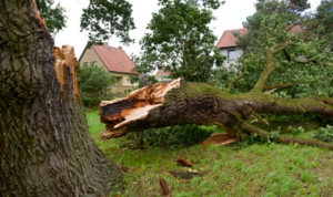 Menilik Kemistisan Sesajen Pohon Raksasa Tumbang di Bandung