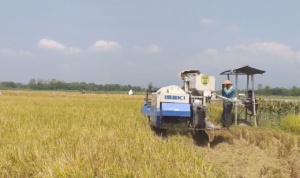 Peringati Hari Pangan, Petani Milenial Diharapkan Berperan