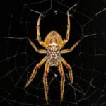 5 Cara Usir Laba-Laba di Rumah 5 Cara Usir Laba-Laba di Rumah