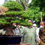 950 Pohon Bonsai, Meriahkan Pameran Bonsai Nasional Surabaya