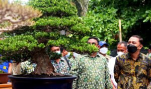 950 Pohon Bonsai, Meriahkan Pameran Bonsai Nasional Surabaya