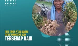 Hasil Panen Petani Bawang Putih Temanggung Akan Terserap Baik
