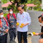 Agar Jalannya Diperhatikan Pemerintah, Warga Kirimkan 3 Ton Jeruk untuk Jokowi