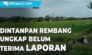 TANAMAN PADI SEMPAT LAYU, DINTANPAN REMBANG UNGKAP BELUM TERIMA LAPORAN