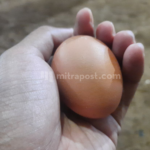 Harga Telur di Pati Naik Mencapai Rp 32 Ribu Per Kilogram