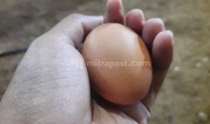 Harga Telur di Pati Naik Mencapai Rp 32 Ribu Per Kilogram