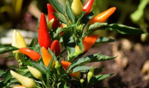 Harga Cabai Rawit Melonjak Jelang Nataru