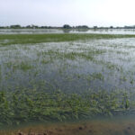 Terendam Banjir, Puluhan Hektar Sawah Di Jakenan Terancam Gagal Tanam