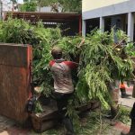 Perantingan Pohon Besar di Surabaya Diolah Jadi Furnitur Hingga Bahan Bakar