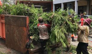 Perantingan Pohon Besar di Surabaya Diolah Jadi Furnitur Hingga Bahan Bakar