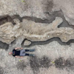 Fosil Naga Ditemukan di Inggris