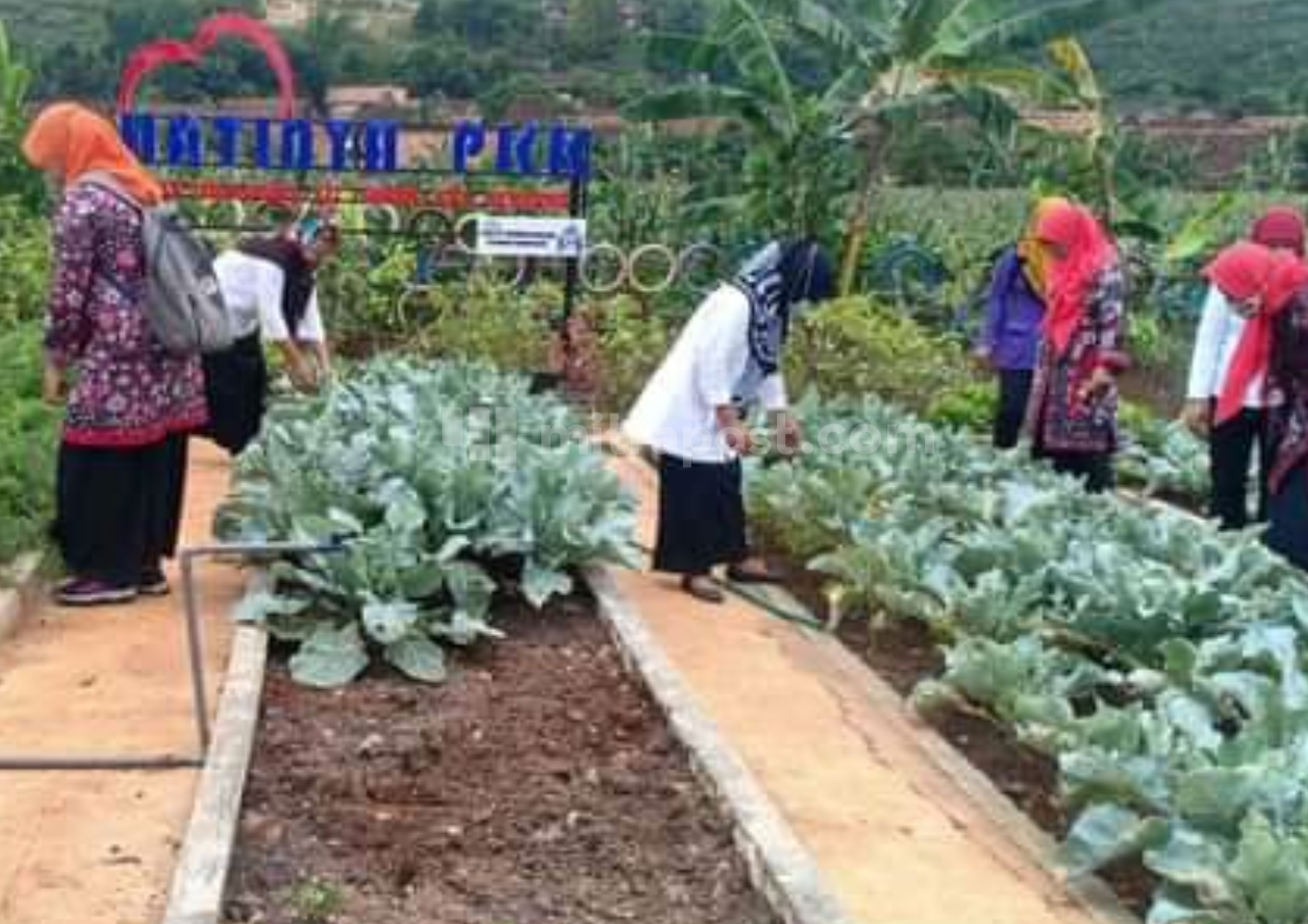 "hatinya pkk" berdayakan perempuan tegaldowo kembangkan program bidang pertanian