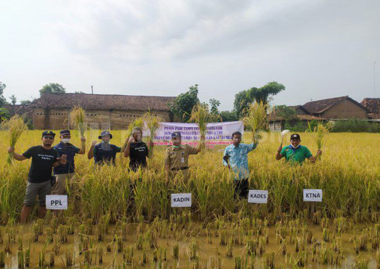 Padi Tanpa Urea di Rembang Hasilkan Keuntungan Dua Kali Lipat