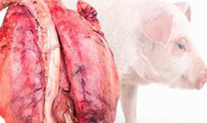 Perdana, Dokter Amerika Transplantasi Jantung Babi ke Manusia Perdana, Dokter Amerika Transplantasi Jantung Babi ke Manusia