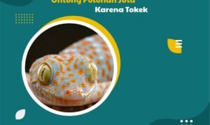 Pria Asal Rembang Untung Puluhan Juta Karena Tokek