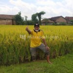 Seorang Petani di Rembang Berhasil Tanam Padi Tanpa Urea